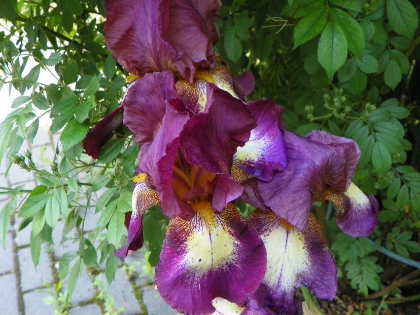 Crinoline - Irisi 2017