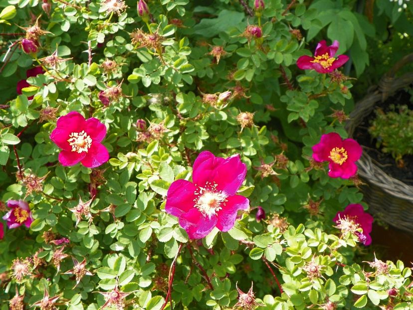 Single Cherry - Trandafiri 2017-1