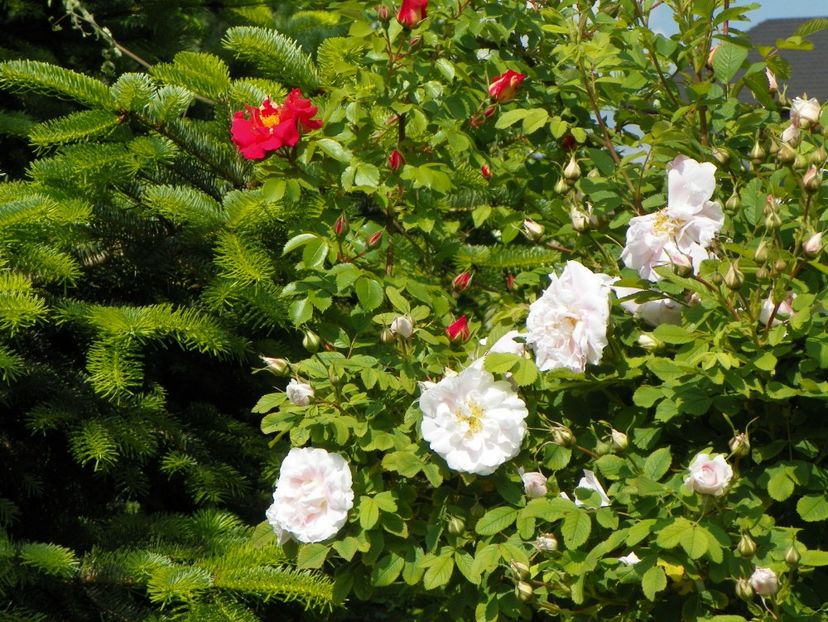 Martin Frobisher - Trandafiri 2017-1