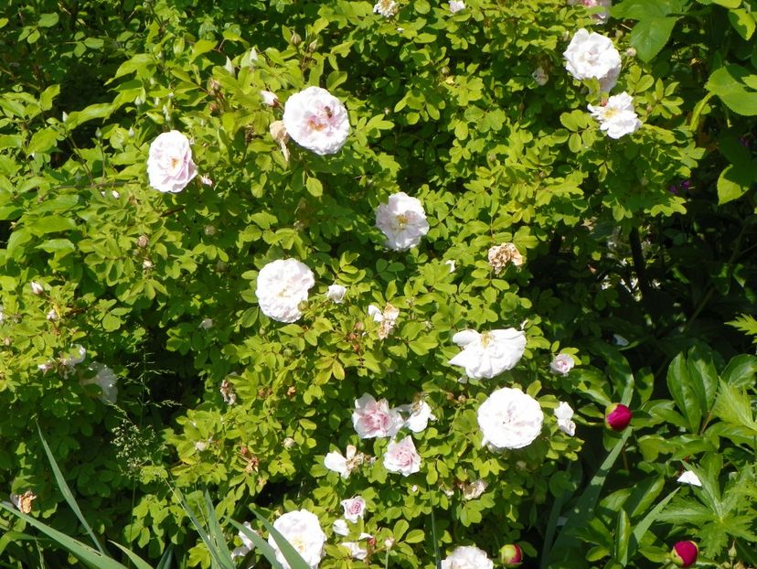 Martin Frobisher - Trandafiri 2017-1