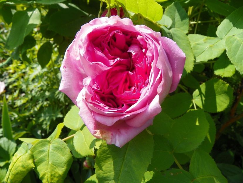 Yolande d'Aragon - Trandafiri 2017-1