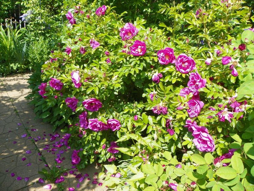 Smart Roadrunner - Trandafiri 2017-1