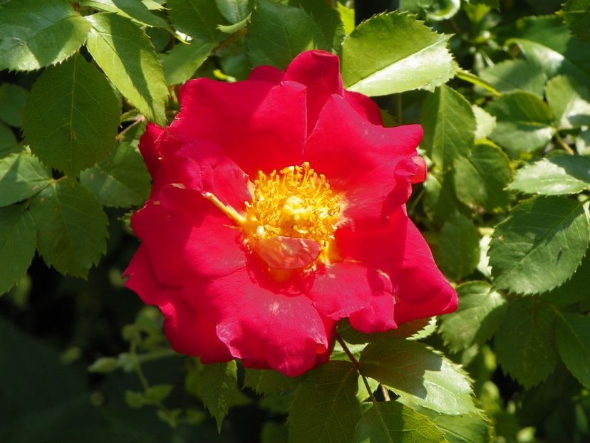 Bajazzo - Trandafiri 2017-1