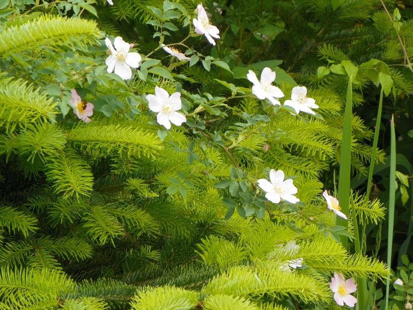 rosa canina - Trandafiri 2017-1