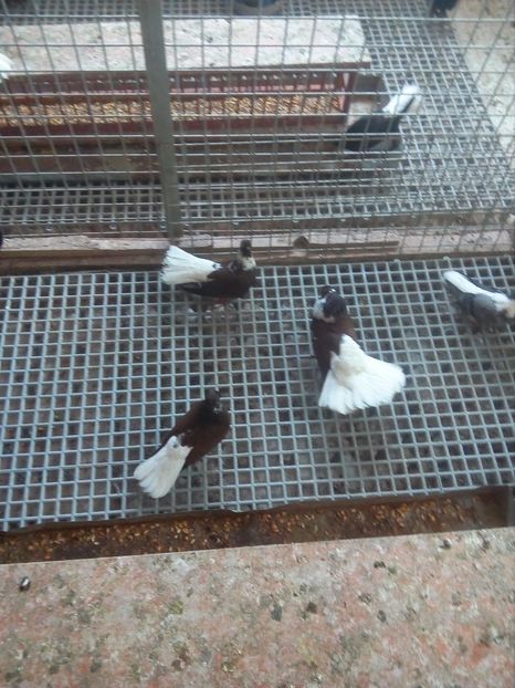  - Pt invidiosi ! Se stiu ei!