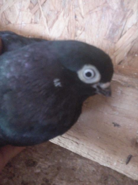  - Pt invidiosi ! Se stiu ei!