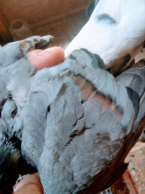 Dunga Nautie - Pt invidiosi ! Se stiu ei!