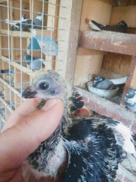 Bot-Gros - Pt invidiosi ! Se stiu ei!