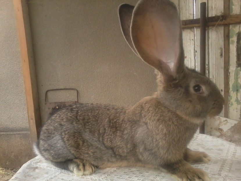 femela 1 aproape 2 luni - Iepuri urias german gri 2017