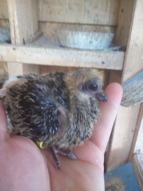  - Pt invidiosi ! Se stiu ei!