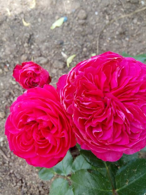  - Red Leonardo da Vinci