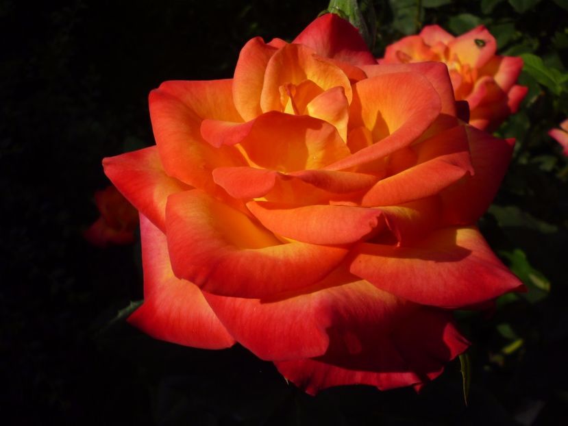 Kronemburg - Vara 2017