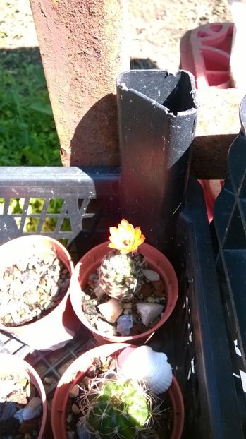  - Cactusi noi in colectia mea