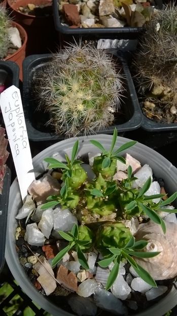  - Cactusi noi in colectia mea