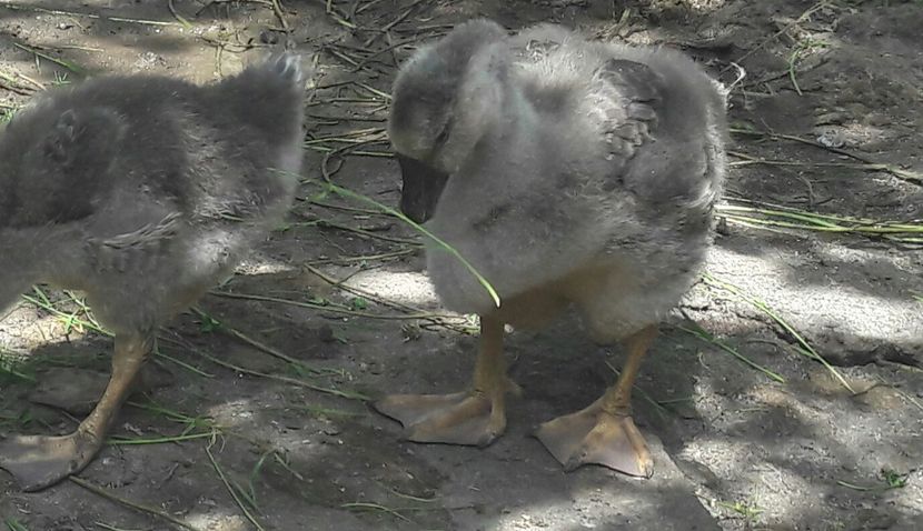  - 3 Boboci de gasca Africana 2017