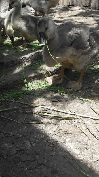  - 3 Boboci de gasca Africana 2017