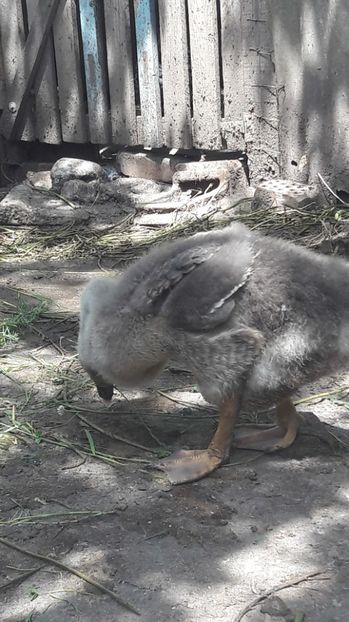  - 3 Boboci de gasca Africana 2017