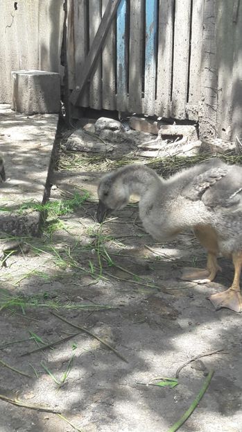  - 3 Boboci de gasca Africana 2017