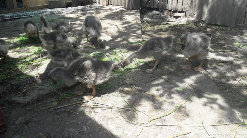  - 3 Boboci de gasca Africana 2017