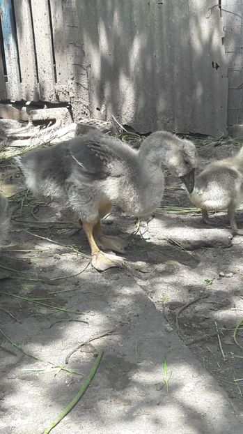  - 3 Boboci de gasca Africana 2017