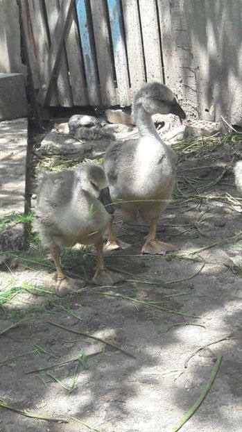  - 3 Boboci de gasca Africana 2017