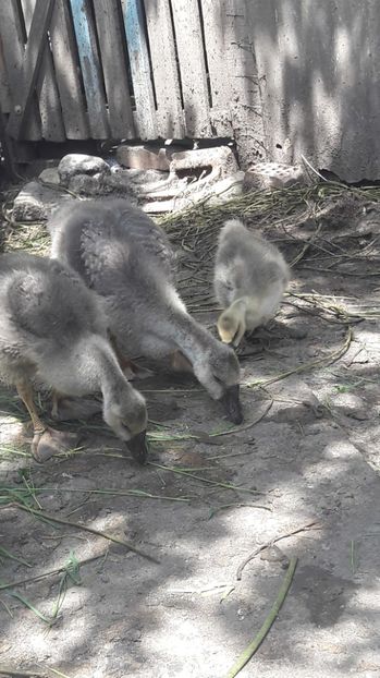  - 3 Boboci de gasca Africana 2017