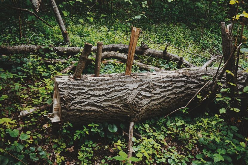  - Photo 07 - Mai 2017