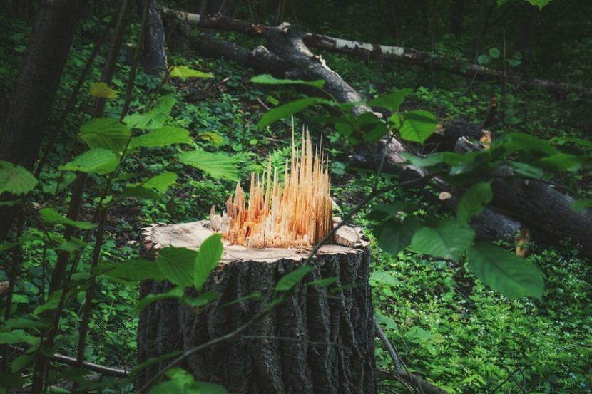  - Photo 07 - Mai 2017