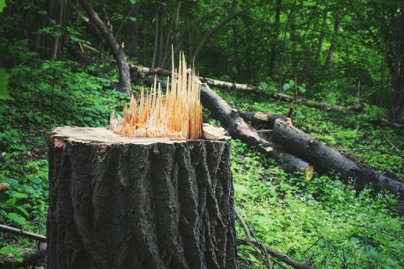  - Photo 07 - Mai 2017