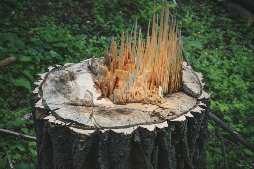  - Photo 07 - Mai 2017