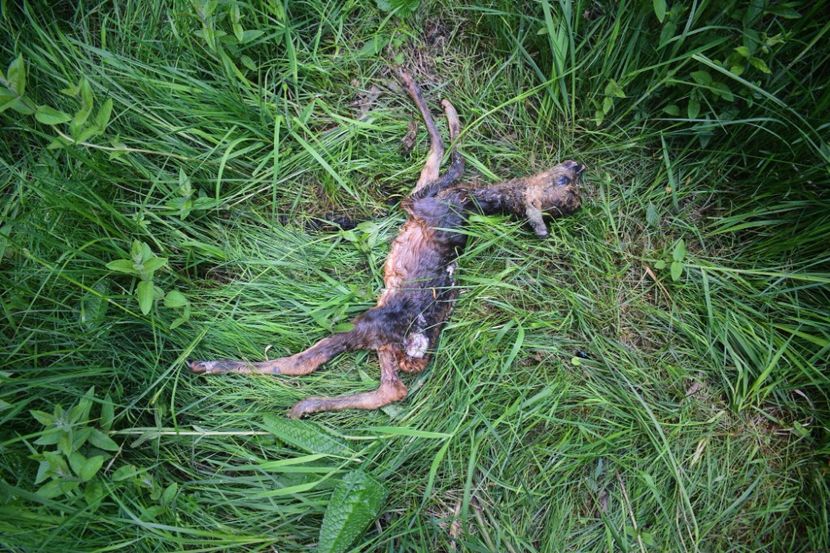  - Photo 07 - Mai 2017