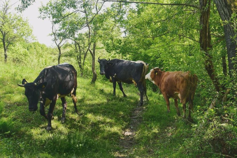  - Photo 07 - Mai 2017