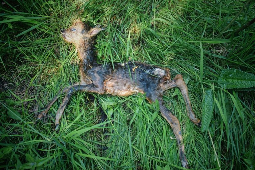  - Photo 07 - Mai 2017