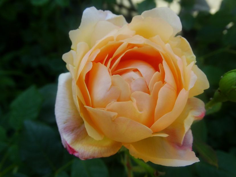  - Wollerton Old Hall