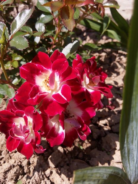 2 iunie 2017 - Little artist