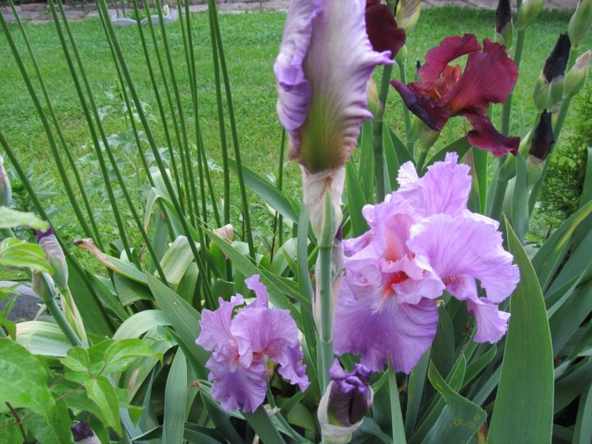 Persian Berry - Irisi in anul 2017