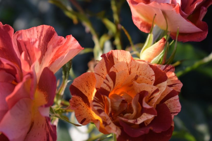 A  27 - SUMMER LODGE 27