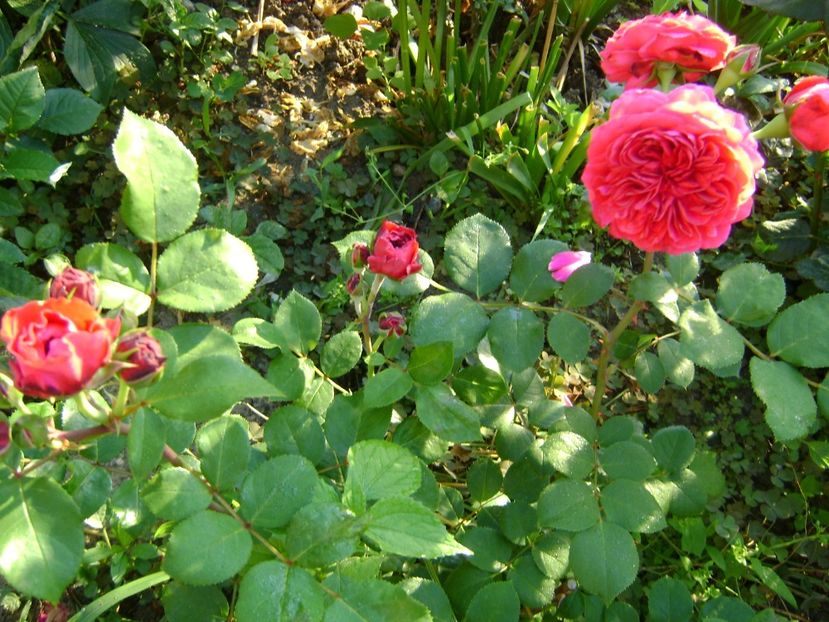 Red leonardo Davinci - 0 Trandafiri si flori 2017