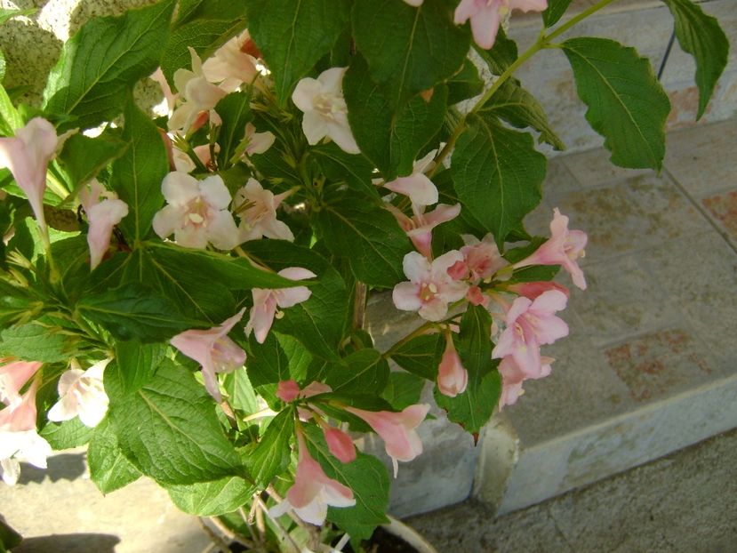 weigela - 0 Trandafiri si flori 2017
