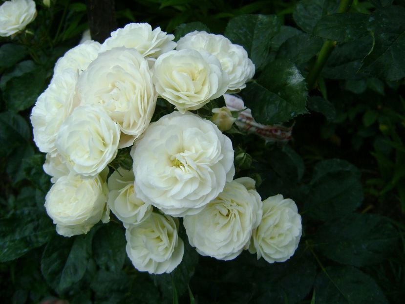 Bouquet parfait - 0 Trandafiri si flori 2017