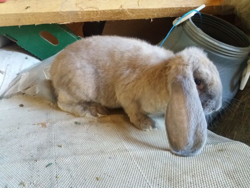 2.06.2017 - DE VANZARE MASCUL IZABELL