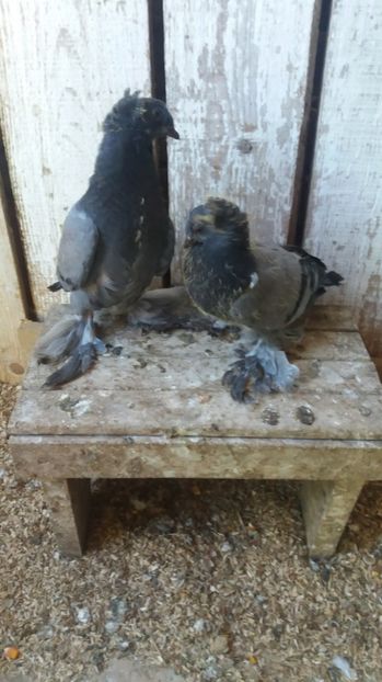 Doi frati de nadejde - Pui JDB 2017