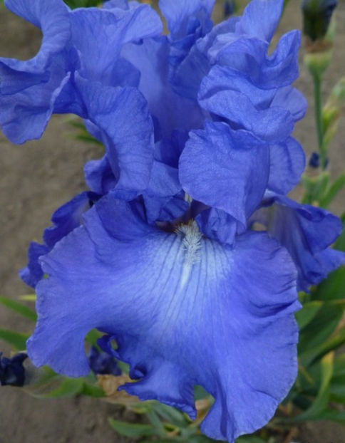 Elegance in Blue - IRISI OFERTA 2017
