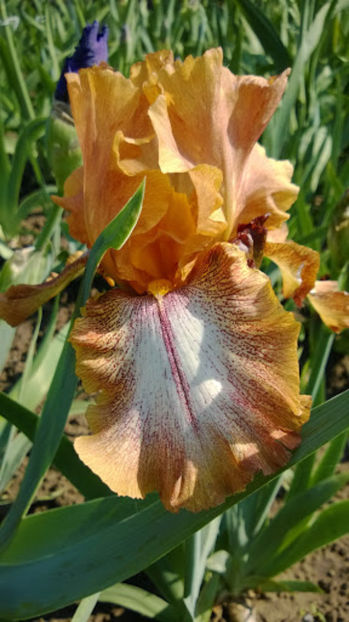 Etohed Apricot - IRISI OFERTA 2017