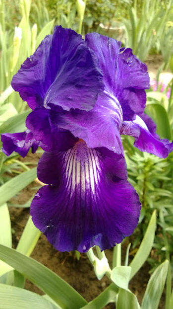 Exotic Star - IRISI OFERTA 2017