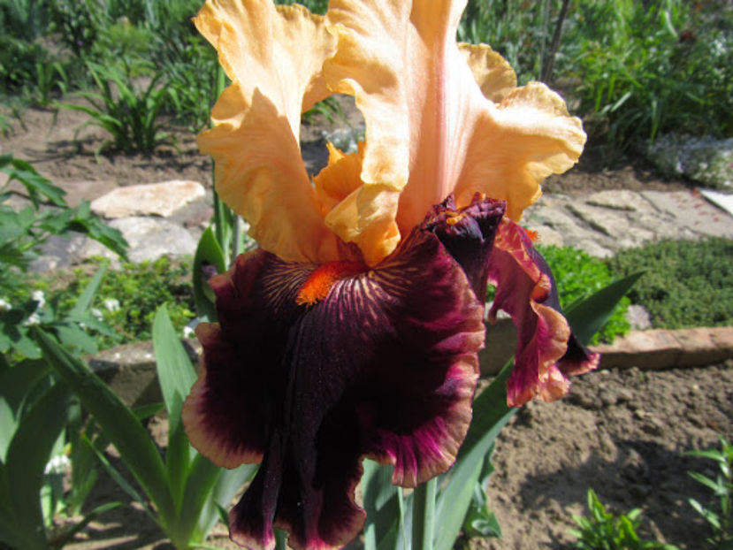 Glamour Plants - IRISI OFERTA 2017