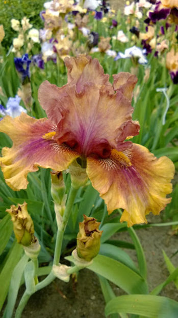 Harvest Maiden - IRISI OFERTA 2017