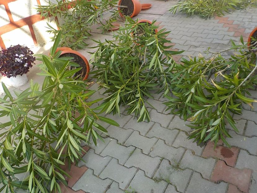 stropirea leandrilor - LEANDRII