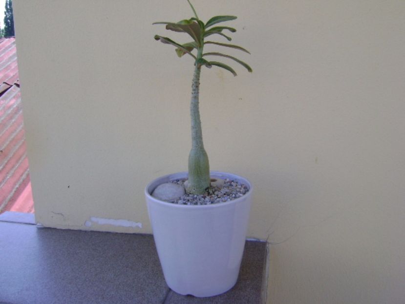 Adenium somalense - Caudiciforme si bulbi 2017