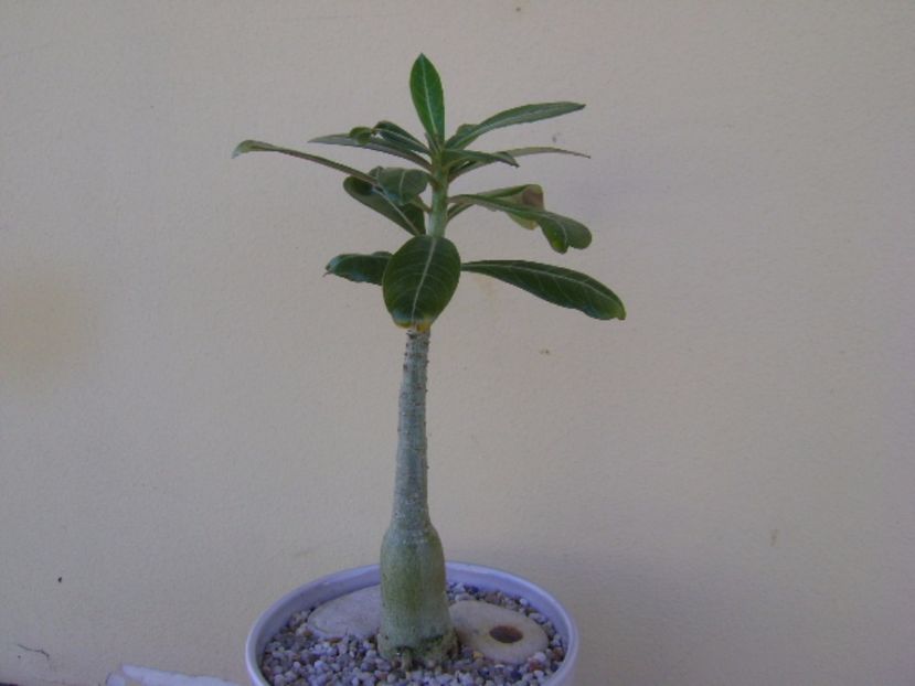 Adenium somalense - Caudiciforme si bulbi 2017
